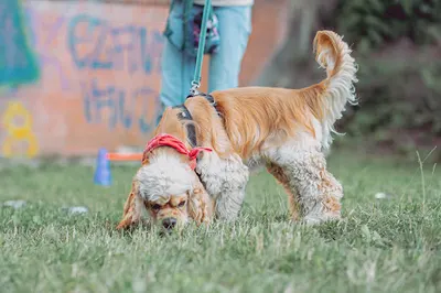 Szkoła dla psów - POMERDANI. Trener psów. Szkolenia. Nosework. Rally-O. Behawioryści.